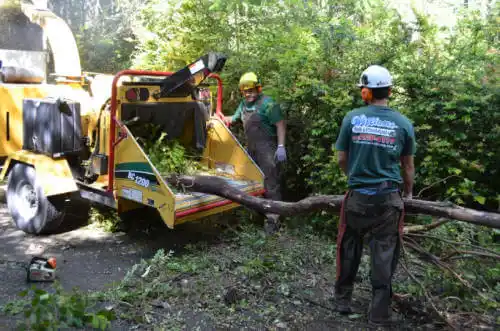 tree services Sharon Springs